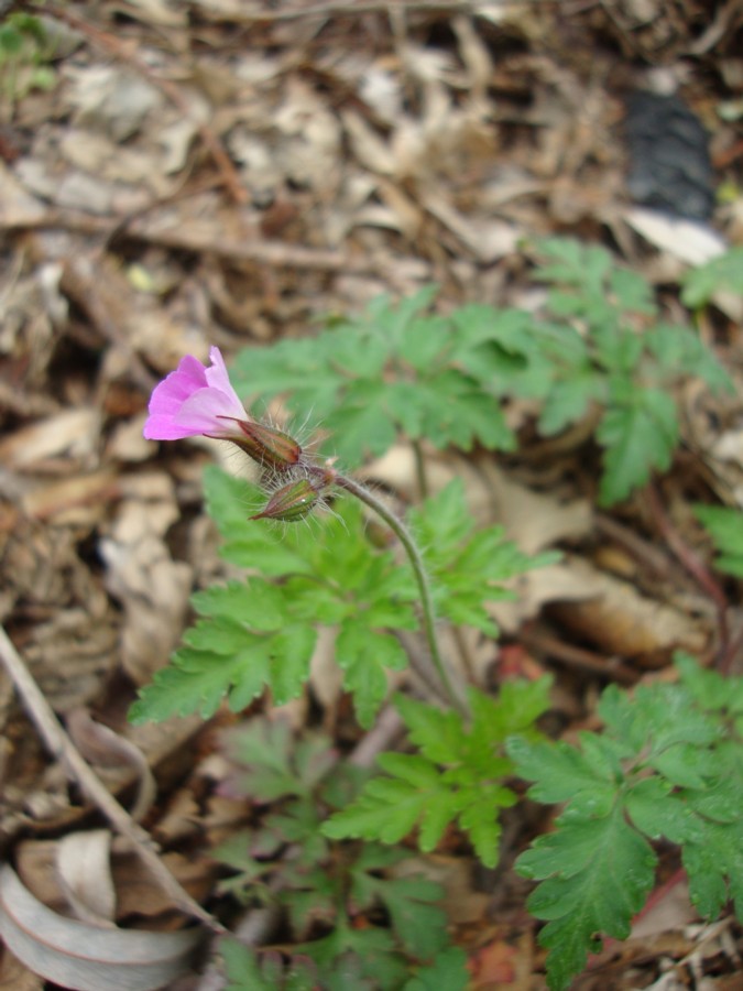 Geranium robertianum