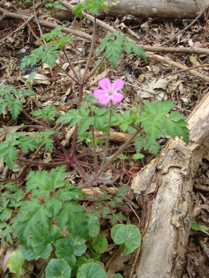 Geranium robertianum
