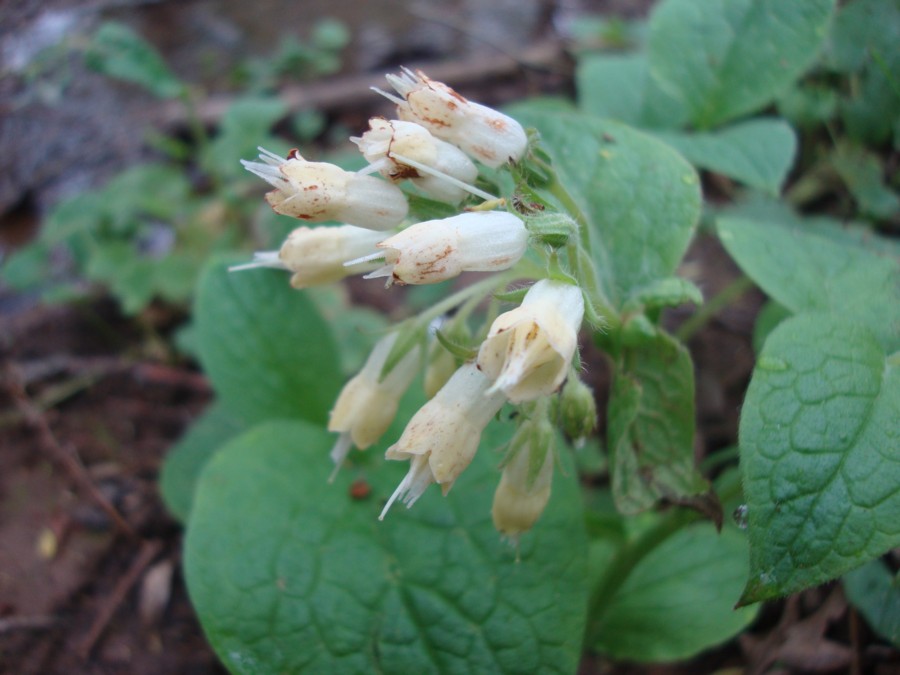 Symphytum bulbosum