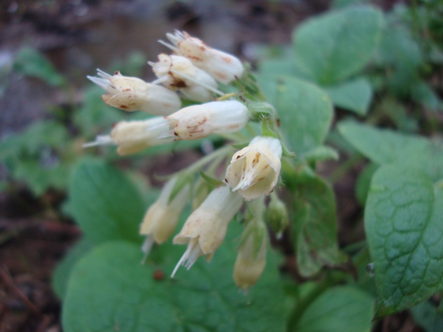 Symphytum bulbosum
