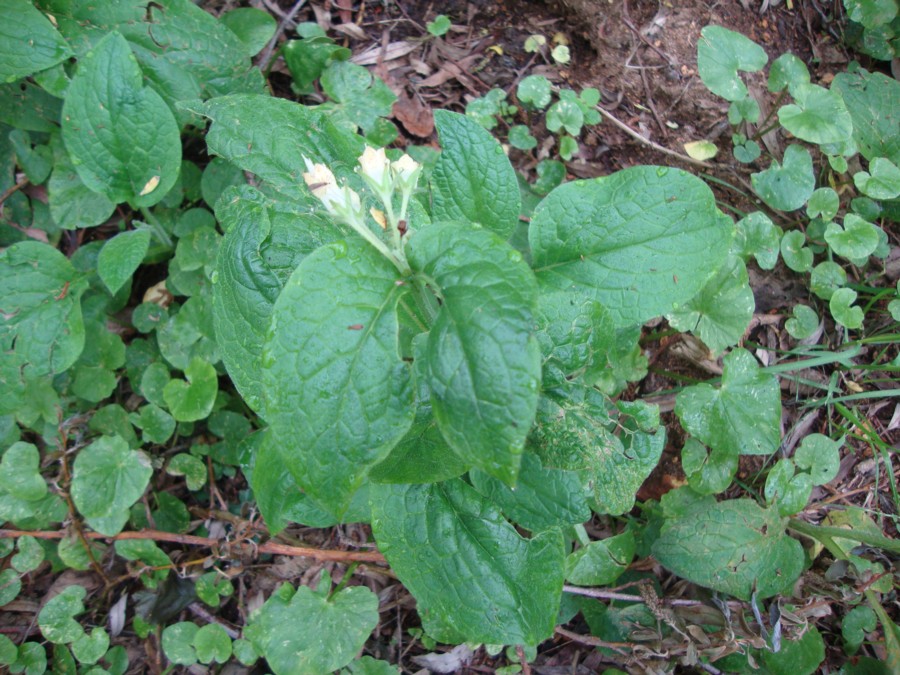 Symphytum bulbosum