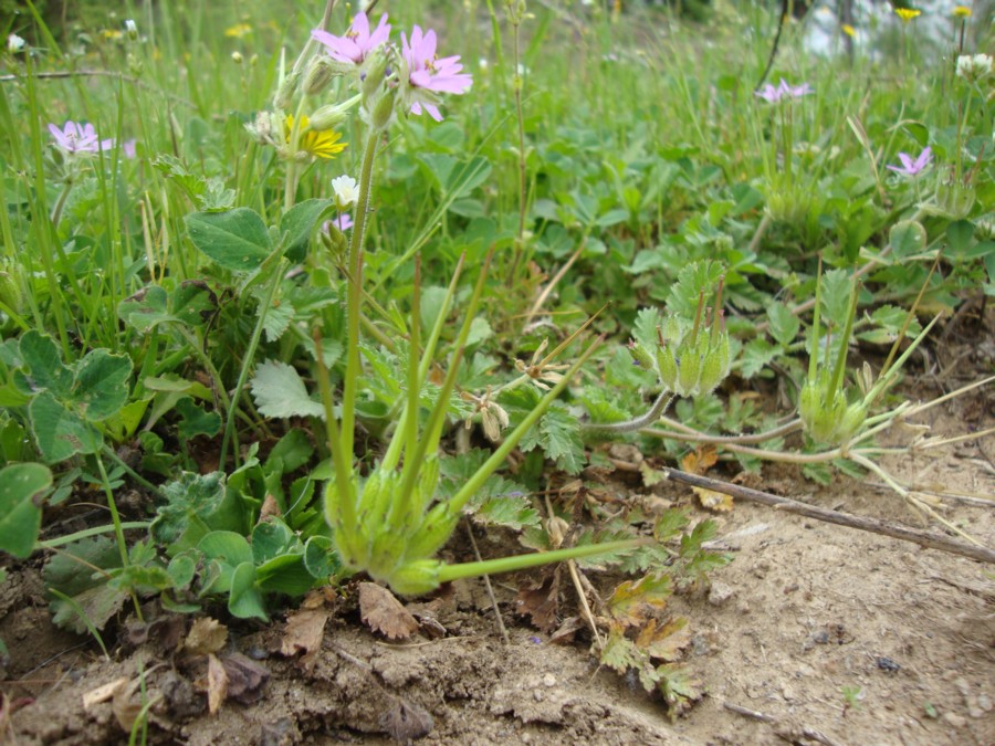 Erodium moschatum