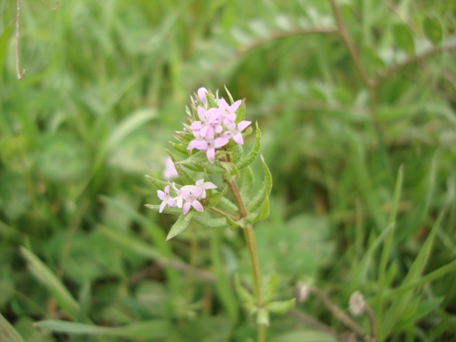 Sherardia arvensis