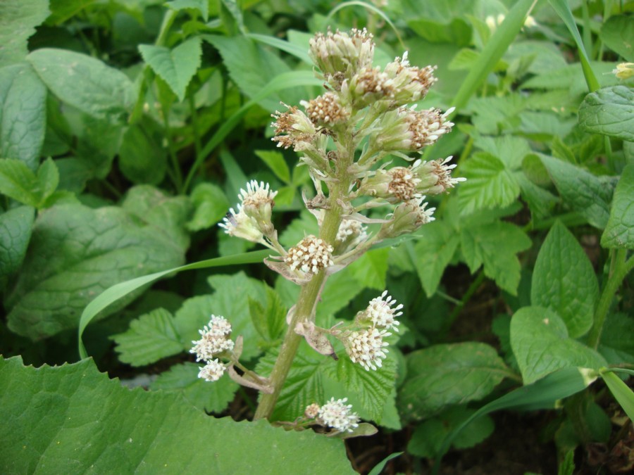 Petasites albus