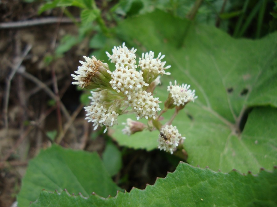 Petasites albus