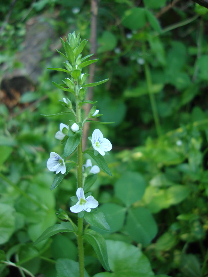 Veronica serpyllifolia / Veronica a foglie di Serpillo