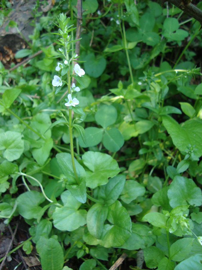 Veronica serpyllifolia / Veronica a foglie di Serpillo