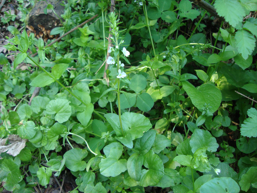Veronica serpyllifolia / Veronica a foglie di Serpillo