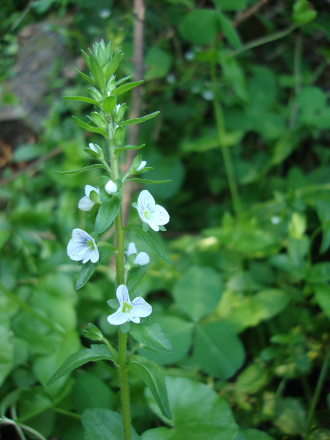 Veronica serpyllifolia / Veronica a foglie di Serpillo