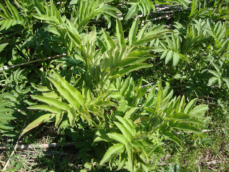 Sambucus ebulus