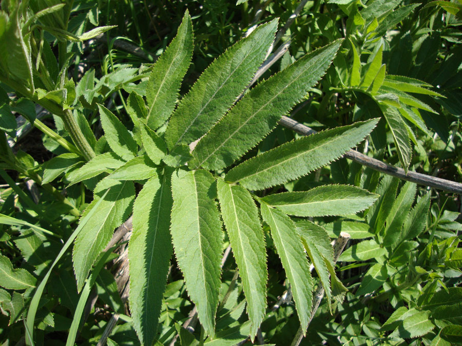 Sambucus ebulus
