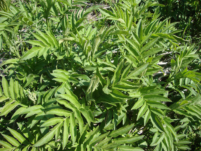 Sambucus ebulus