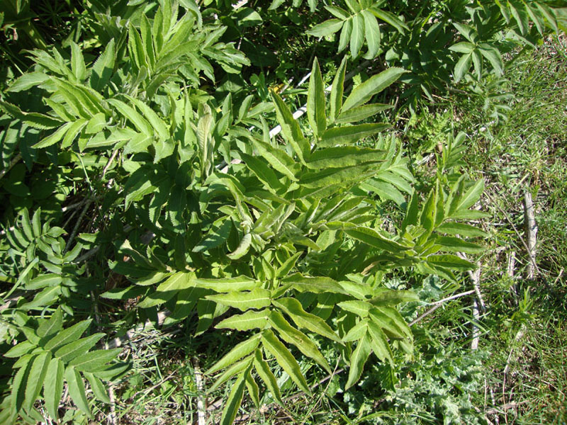 Sambucus ebulus