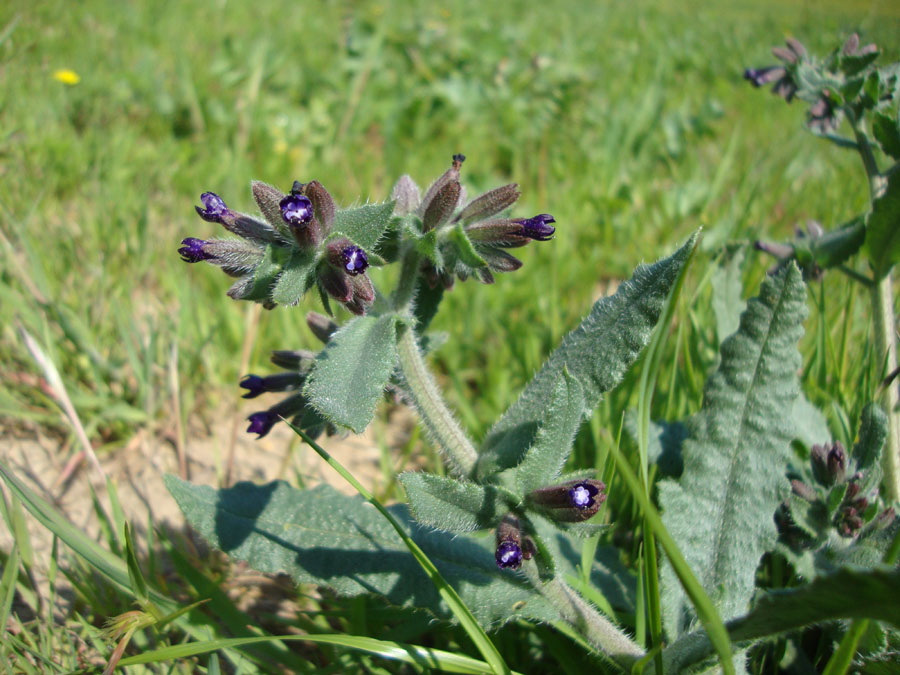 Anchusa undulata subsp. hybrida
