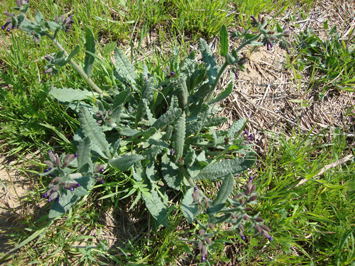 Anchusa undulata subsp. hybrida