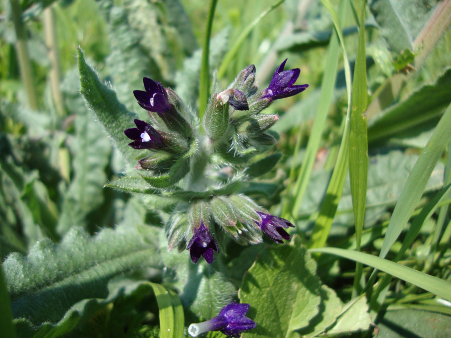 Anchusa undulata subsp. hybrida