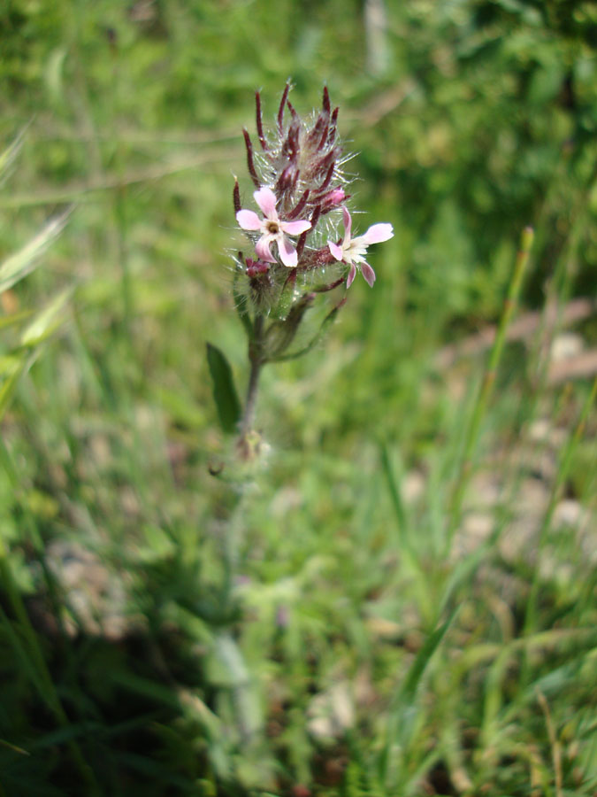 Silene gallica