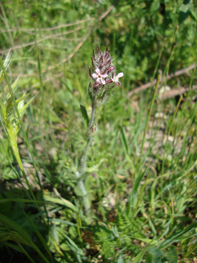 Silene gallica