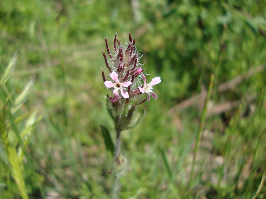 Silene gallica