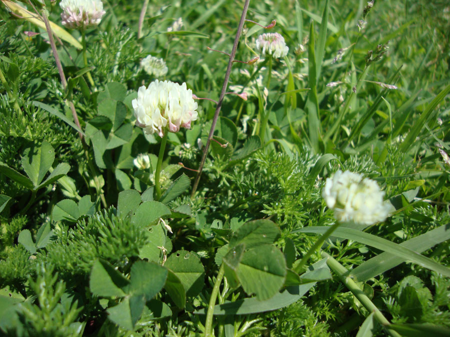 trifolium