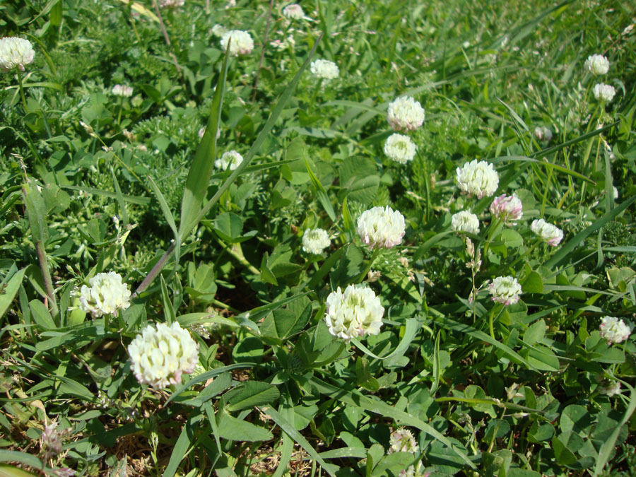 trifolium
