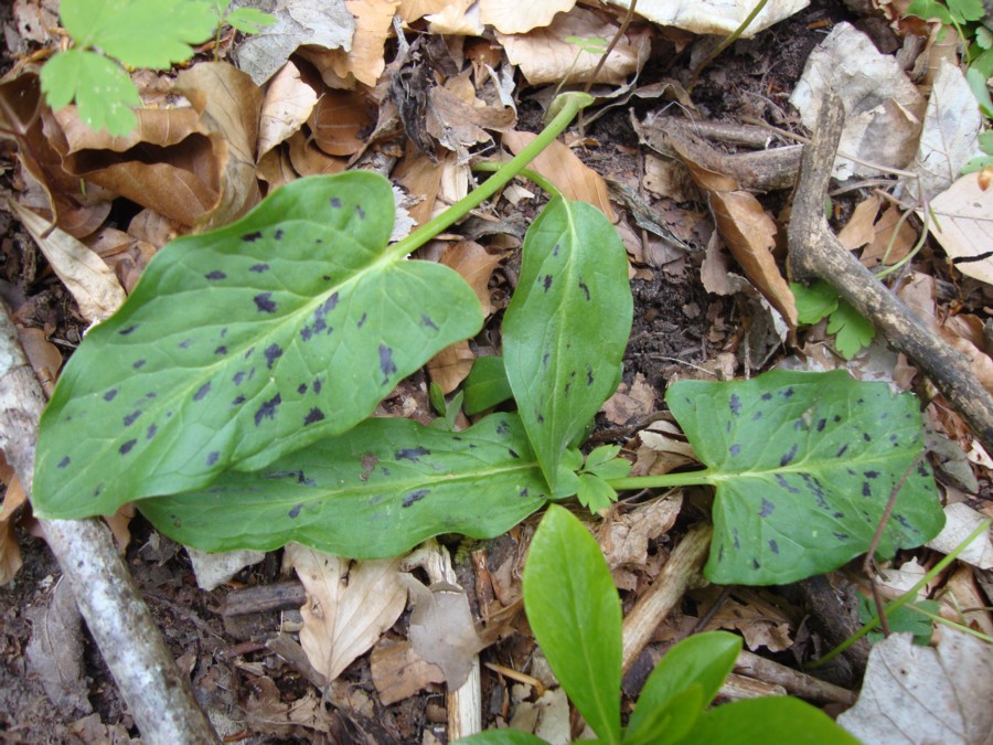 Arum maculatum