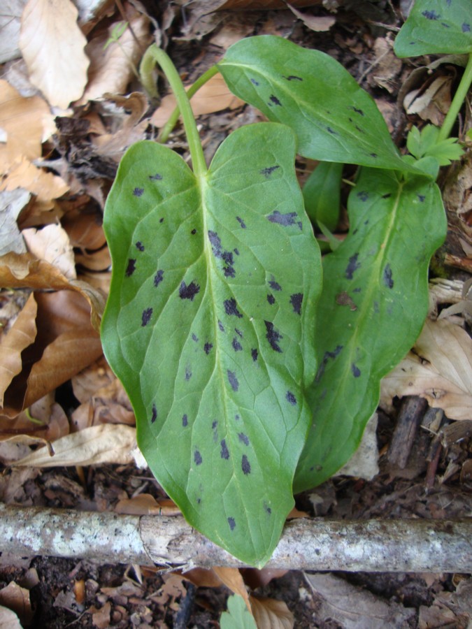 Arum maculatum