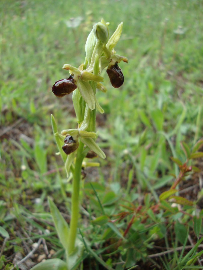 orchidea da identificare