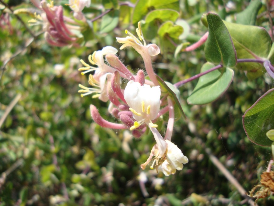 Lonicera implexa