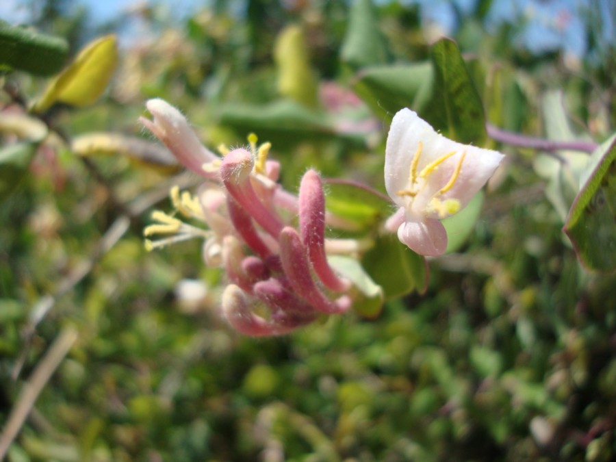 Lonicera implexa