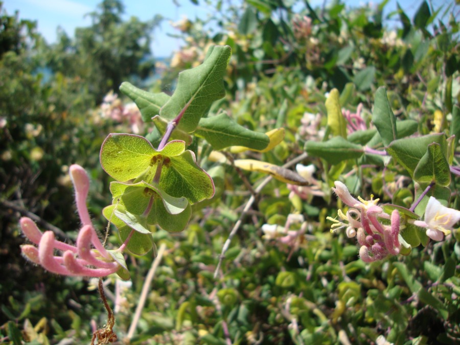 Lonicera implexa