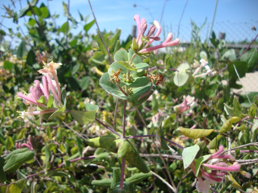 Lonicera implexa