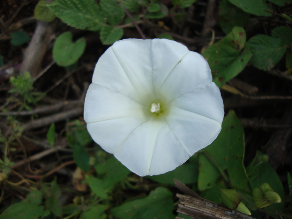 Convolvulus silvaticus (=Calystegia sylvatica) / Vilucchio maggiore