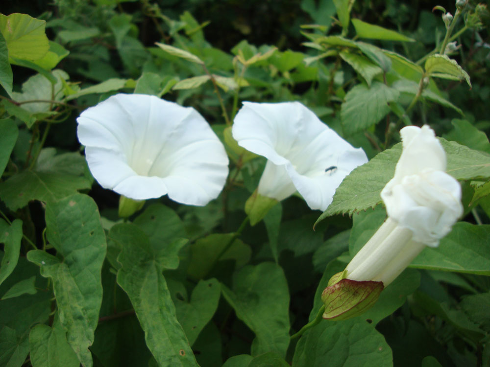Convolvulus silvaticus (=Calystegia sylvatica) / Vilucchio maggiore