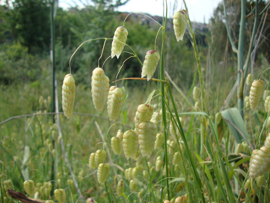 Briza maxima / Sonaglini maggiori