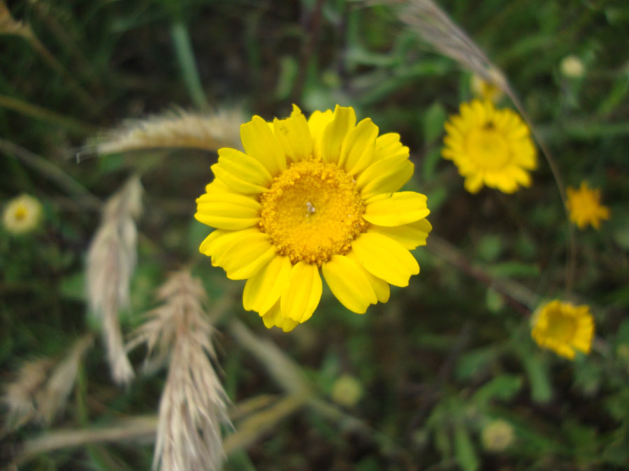 Coleostephus myconis