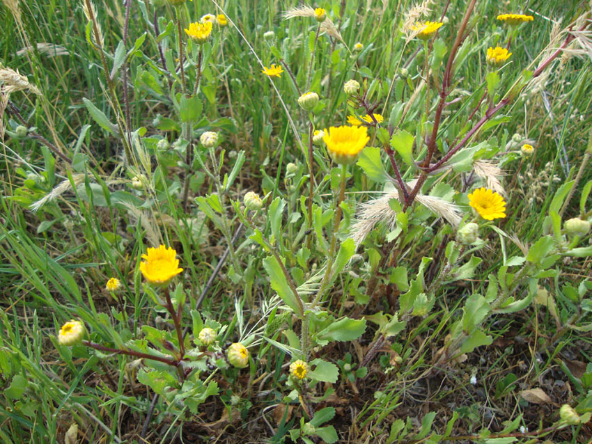 Coleostephus myconis