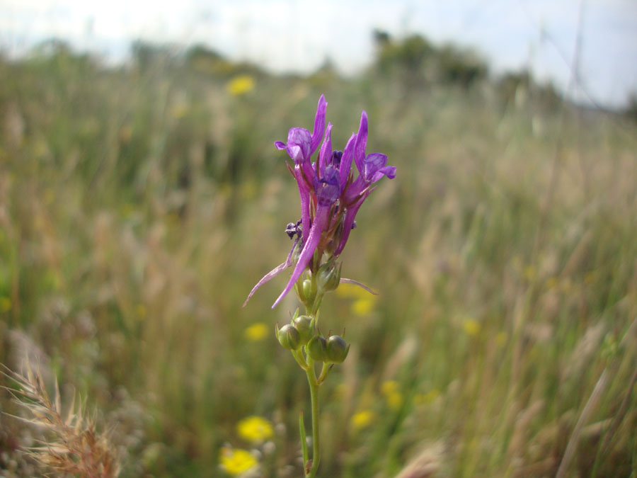 Linaria pelisseriana
