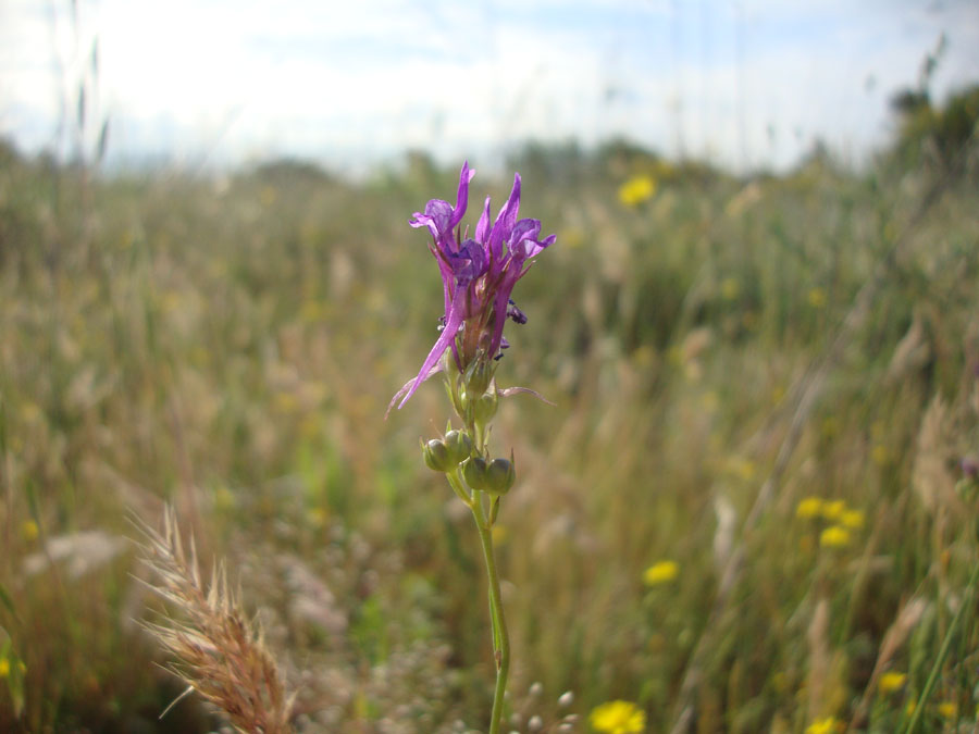 Linaria pelisseriana