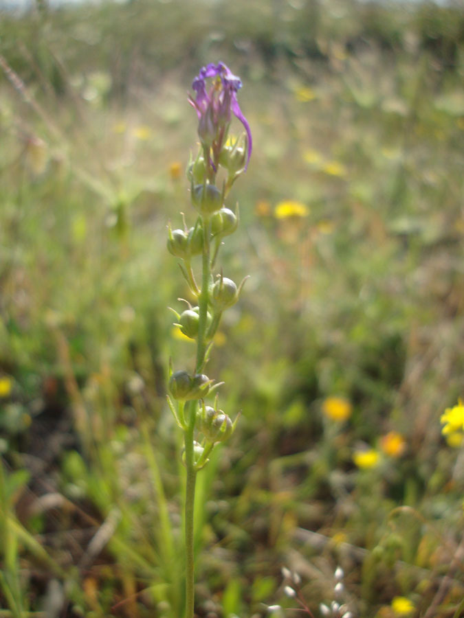 Linaria pelisseriana