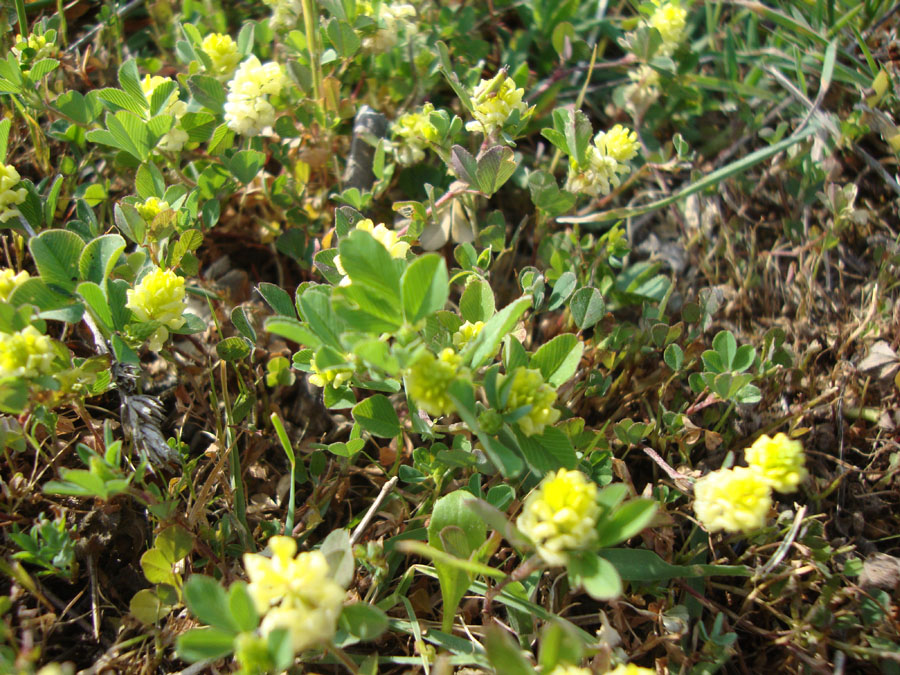 Trifolium campestre