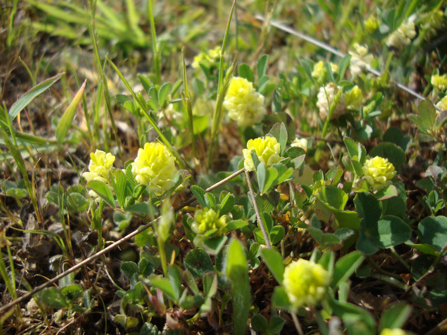 Trifolium campestre