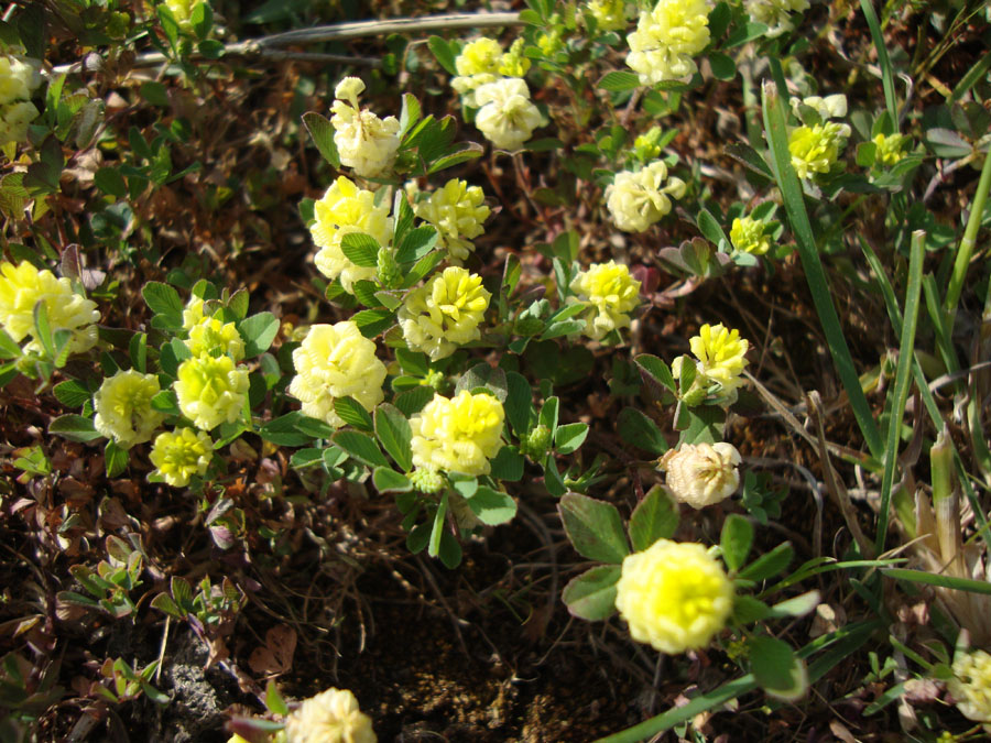 Trifolium campestre