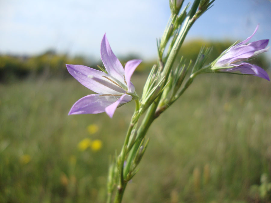 Campanula rapunculus