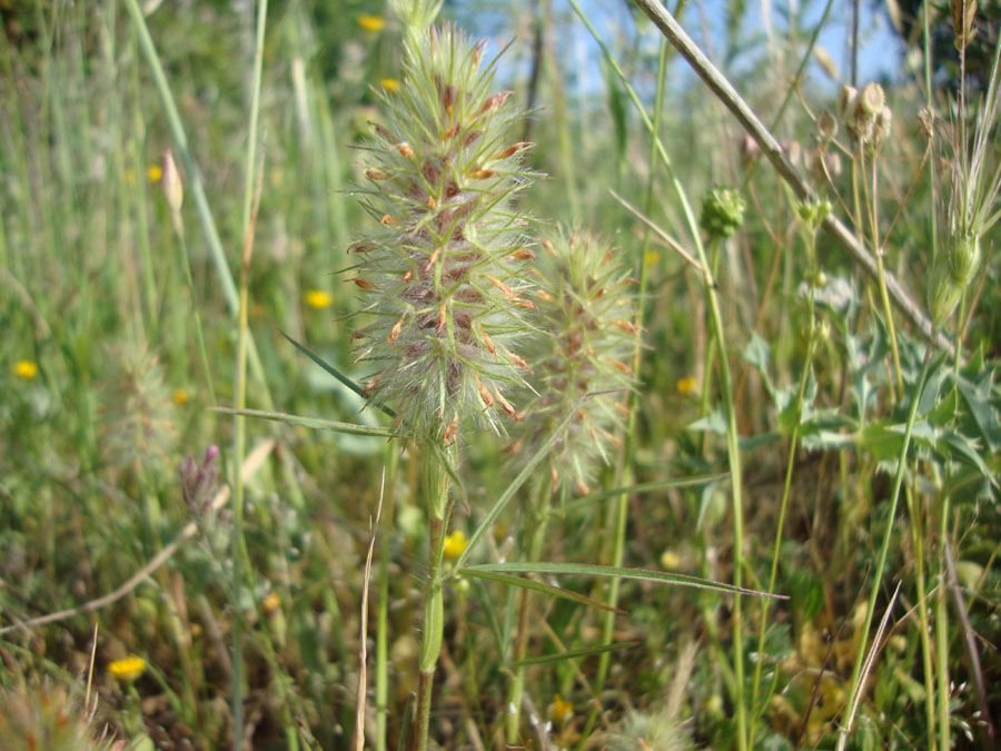 Trifolium angustifolium