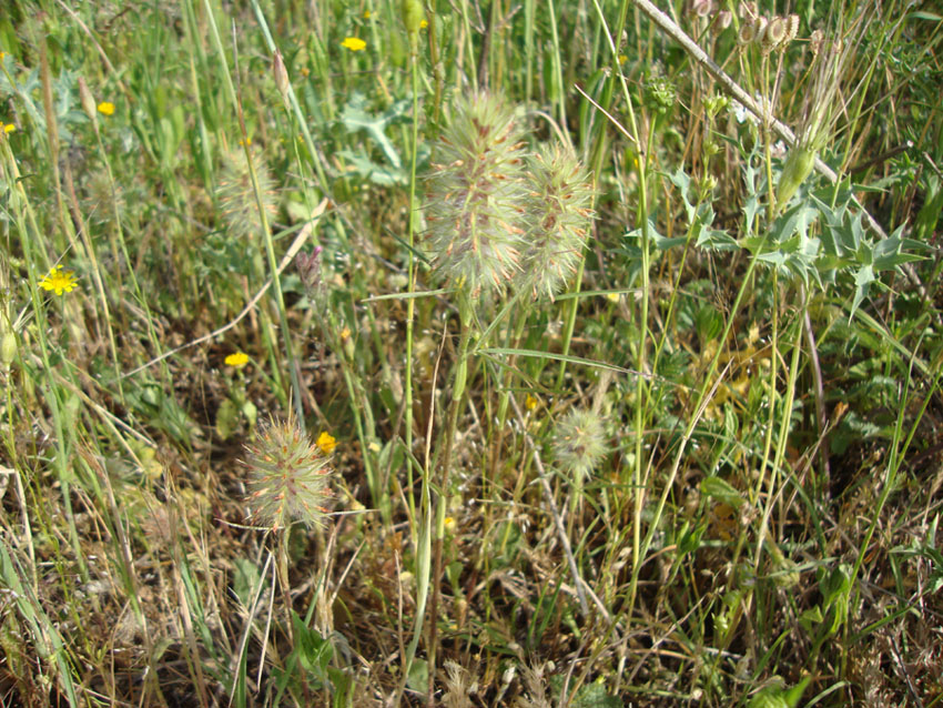 Trifolium angustifolium