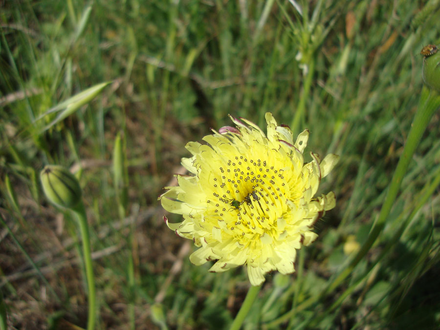 Urospermum dalechampii / Boccione maggiore