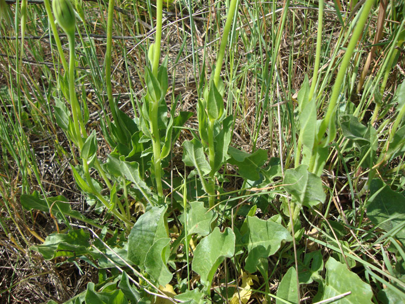 Urospermum dalechampii / Boccione maggiore