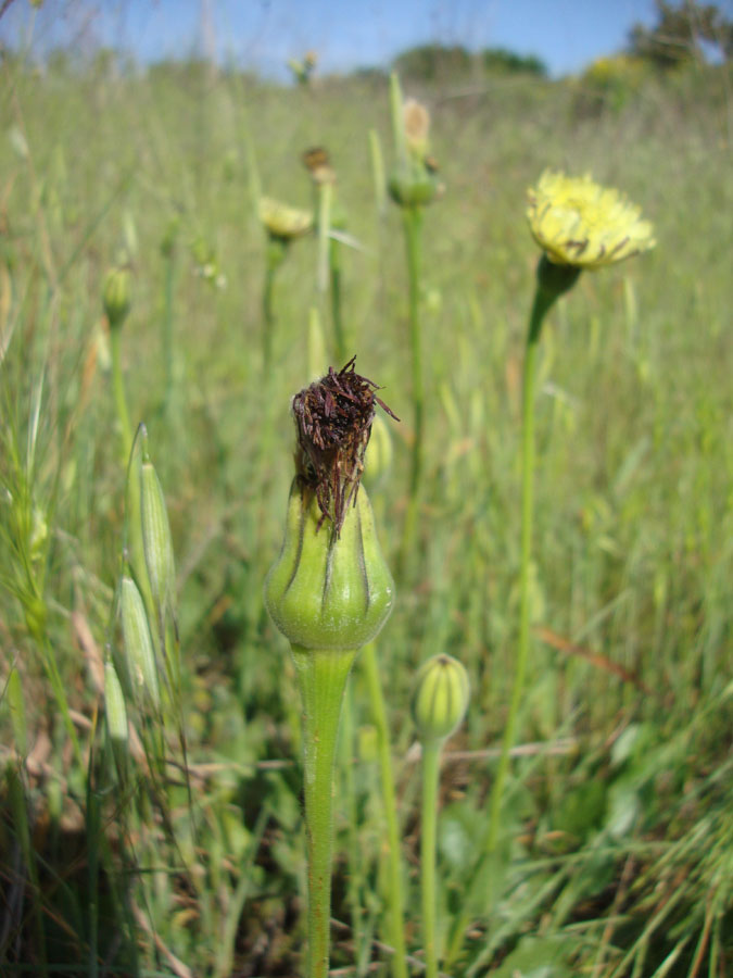 Urospermum dalechampii / Boccione maggiore