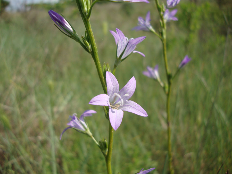 Campanula rapunculus